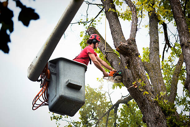 Reliable Miami Springs, FL  Tree Services Solutions